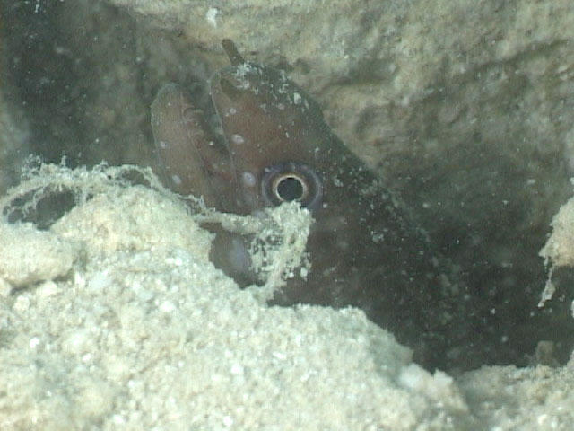 Echidna rhodochilus